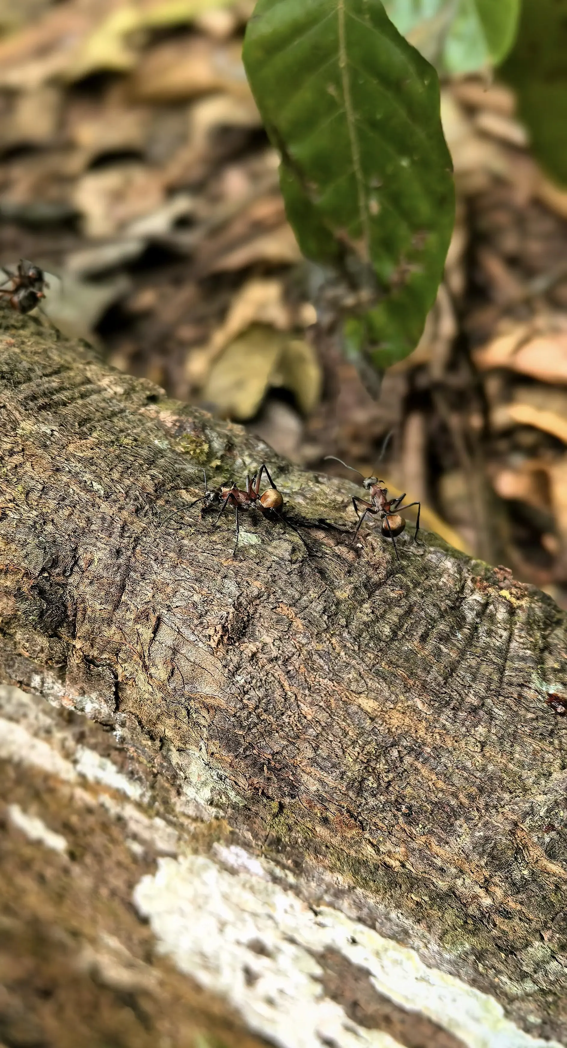 立春  观察昆虫 蚂蚁 生命的力量 自然之美