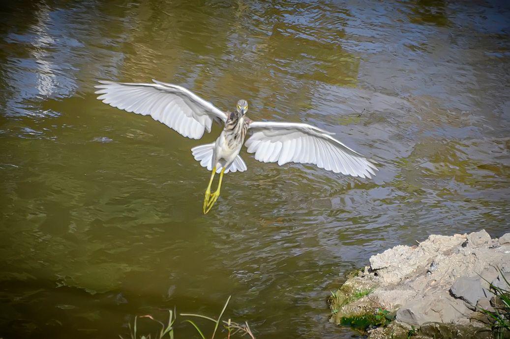 海南保亭凌水河上的池鹭。池鹭，鹳形目鹭科池鹭属鸟类。繁殖期头及颈深栗色...