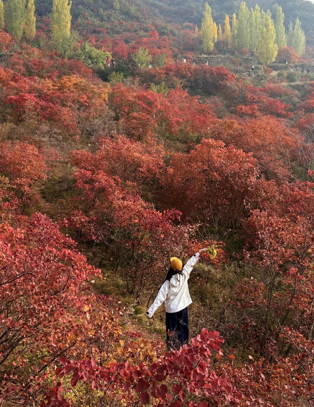 嵩山红叶实况live🍁秋色已封神🎨附路线！
光遇迁徙季光遇与自然共生
这里的