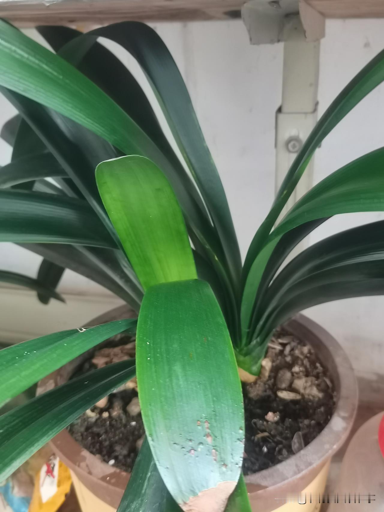 今天给君子兰洗澡了。
今天给君子兰用我都不舍得喝的啤酒洗澡了，洗完后给君子兰喝了