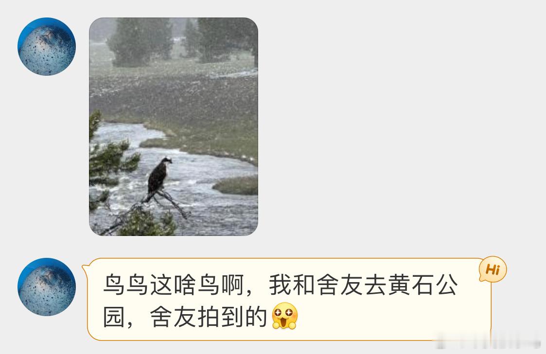 #鸟粉投稿#捕鱼的鹗è有种独钓寒江雪的意境 ​​​