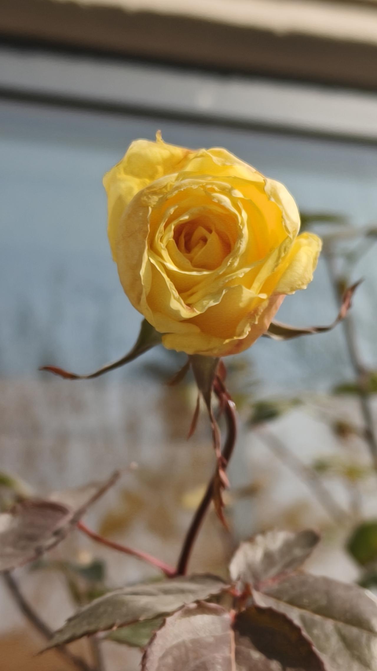 今年冬天的不同寒风刺骨中的月季，傲然挺立，独树一帜，惊艳了时光。