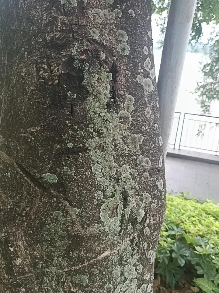你敢相信吗？这就是七星岩风景区里面的一棵树，上面长满了一些不知是什么东西来的。