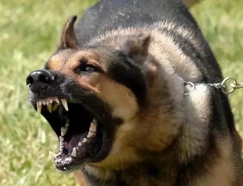 家里横、外面怂的狗
我家这条狗，真是让人又气又笑。对着家里人那叫一个威风，呲牙咧