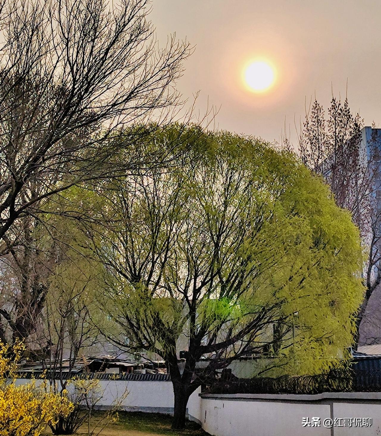 旱柳浅绿
几树旱柳春色好，
千枝万芽绿浅娇。
不知细叶谁裁出，
二月春风似剪刀。