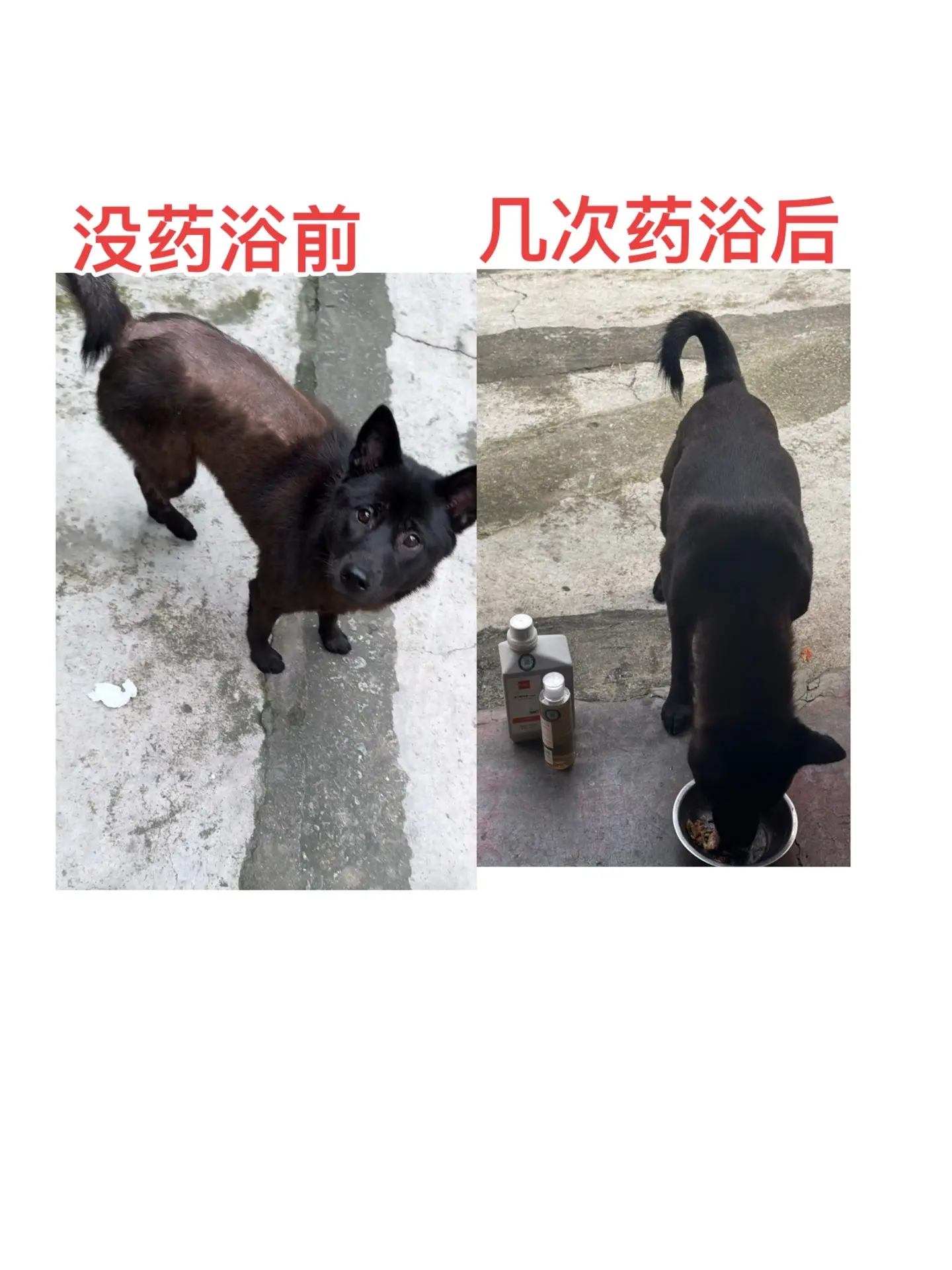 我们从来不骗人的，邻居家狗狗有严重的皮肤问题，身上的毛发都脱落了，我们...