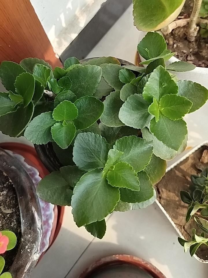 不知道你们有种牙经历的，种牙前三天是怎么过的，
疼痛感不太厉害，
但是饿的难受，