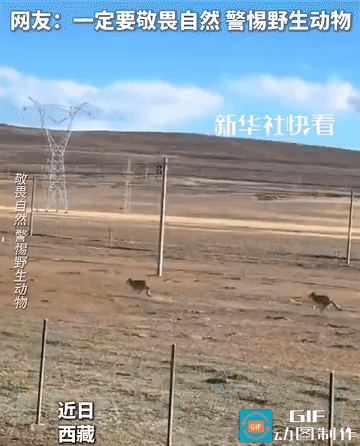 这就是敬畏自然的原因了吧！
网友去西藏旅行，结果碰上这样一幕
两匹狼在快速朝着一