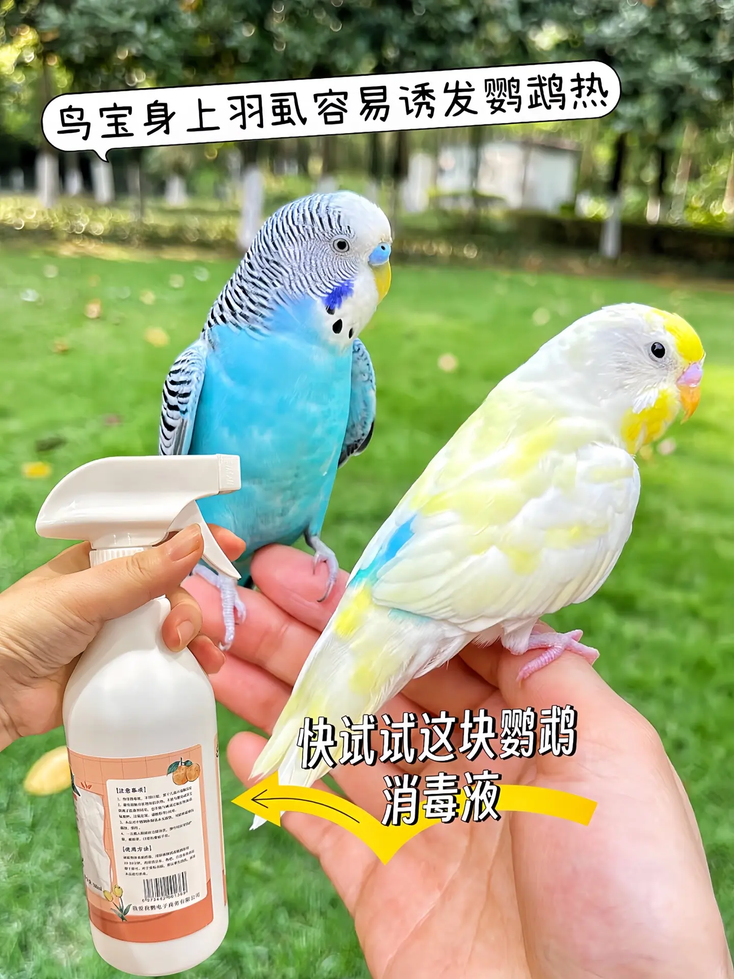 鹦鹉体质娇弱，呼吸道敏感，一般消毒液刺鼻气味让它们受不了。这款鹦鹉专用...