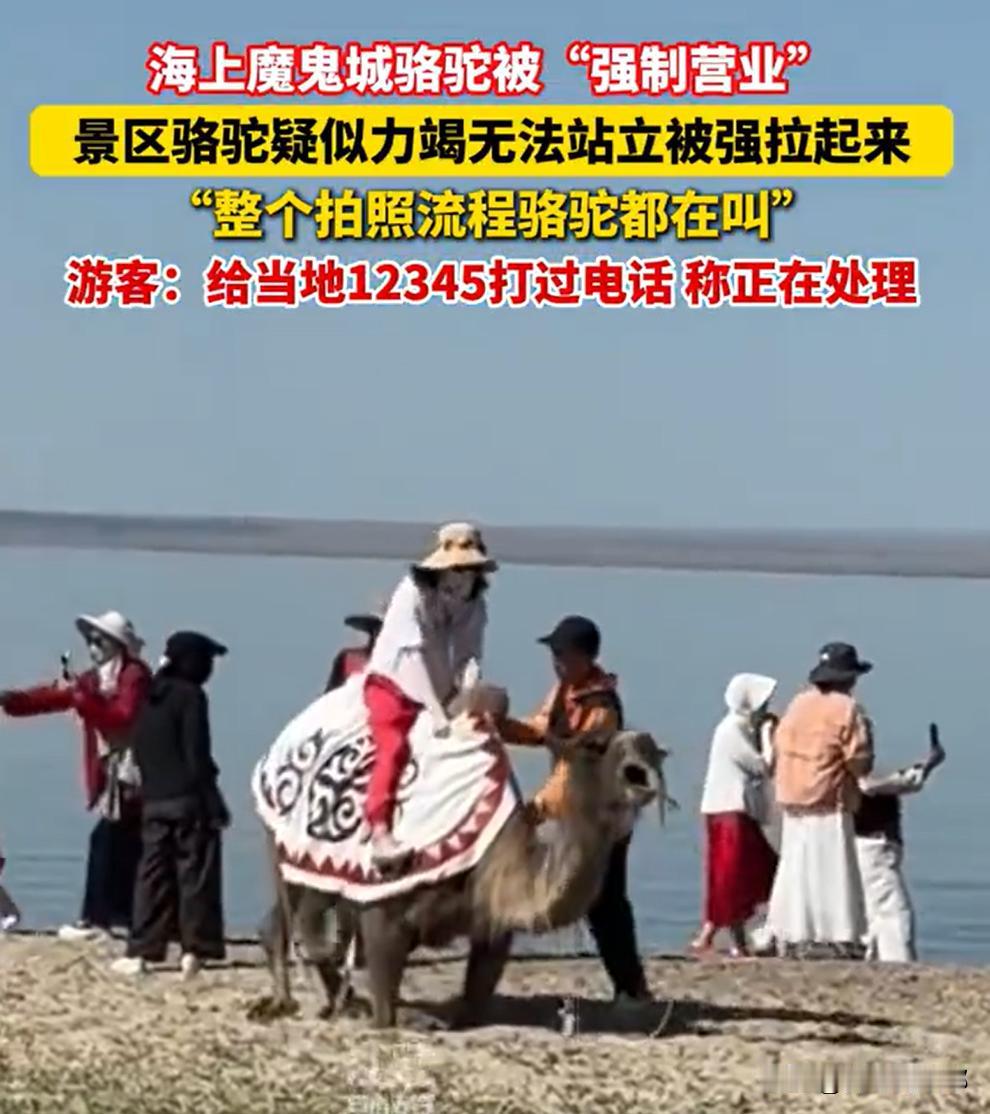 新疆阿勒泰海上魔鬼城景区，

有游客拍到揪心一幕：

一只骆驼又老又瘦，身上的毛