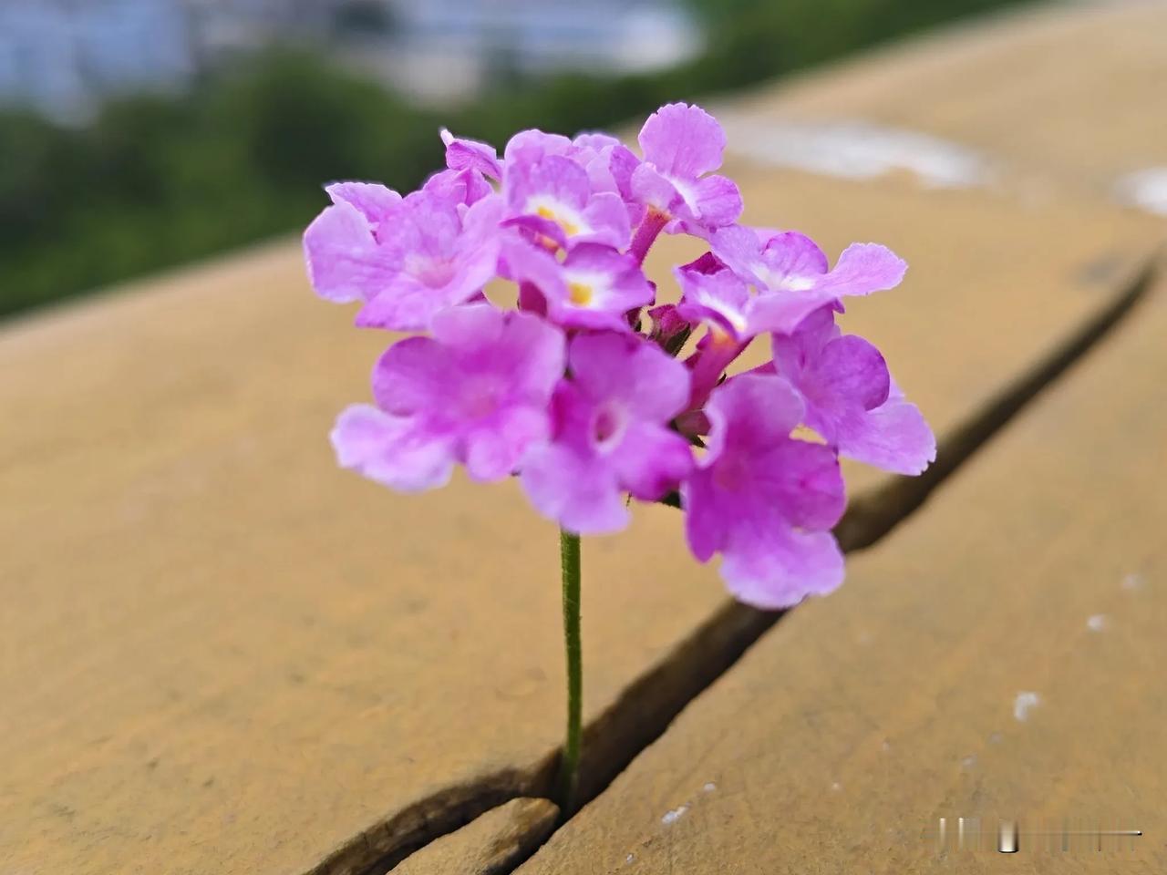 能否分享一张你拍的花卉照片