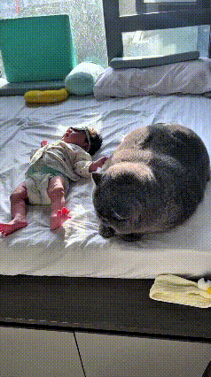 恁瞅瞅这俩！娃睡觉的时候，这只大蓝猫就趴旁边寸步不离守着，跟个“专职保镖”似的，