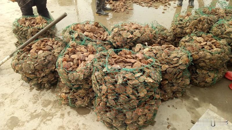 冬日生活打卡季 立冬之后，冬日生活开启别样精彩，不过市场上的情况有点意思。就说扇