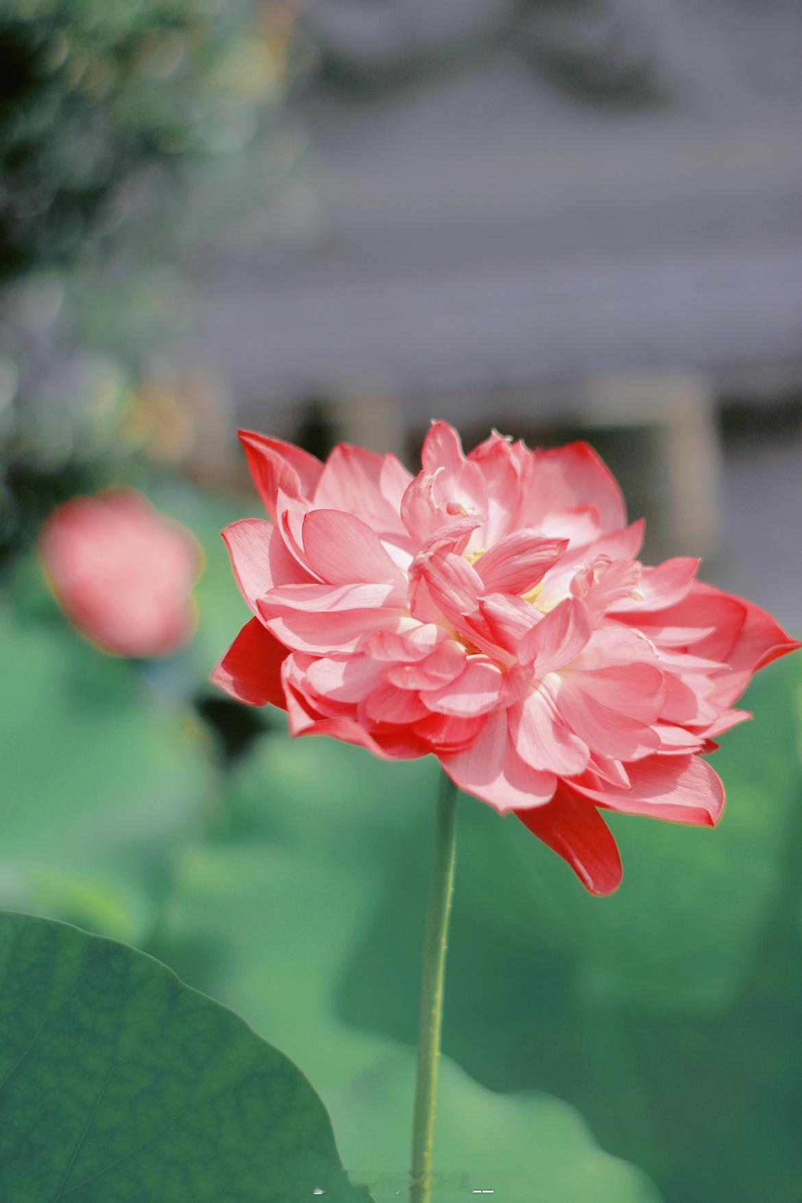 早安  🪷ᵕ̈ʍօʀռɨռɢ ☼ 风遇夏荷，好运莲莲，新的一天，愿你心似清莲，