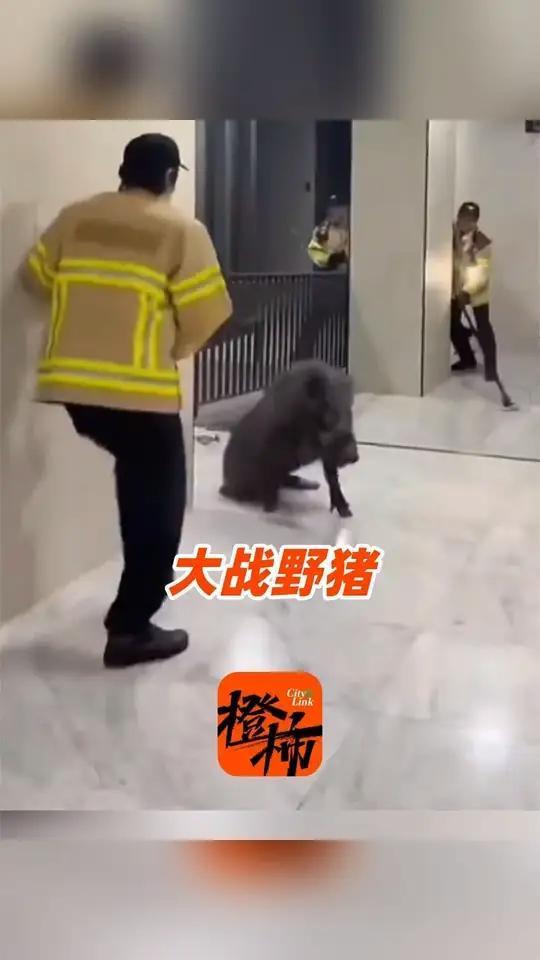 这场人与野猪的大战真是惊心动魄啊。4月27日，韩国首尔一处公寓内上演惊险一幕，一