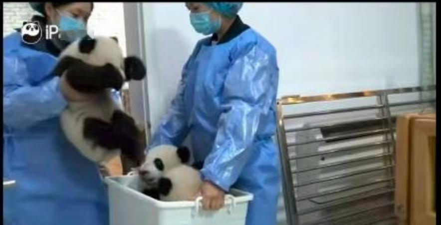 【正在派送中！你的3只熊猫宝宝已装箱】网友：这一筐三个我可以上门自取吗[偷笑][