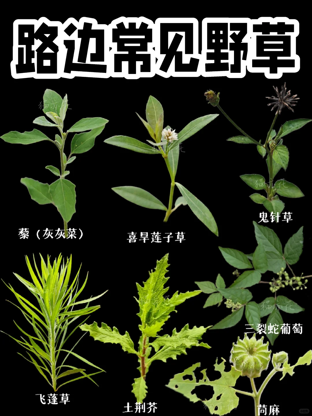 【路边常见野草】野草也有大作用