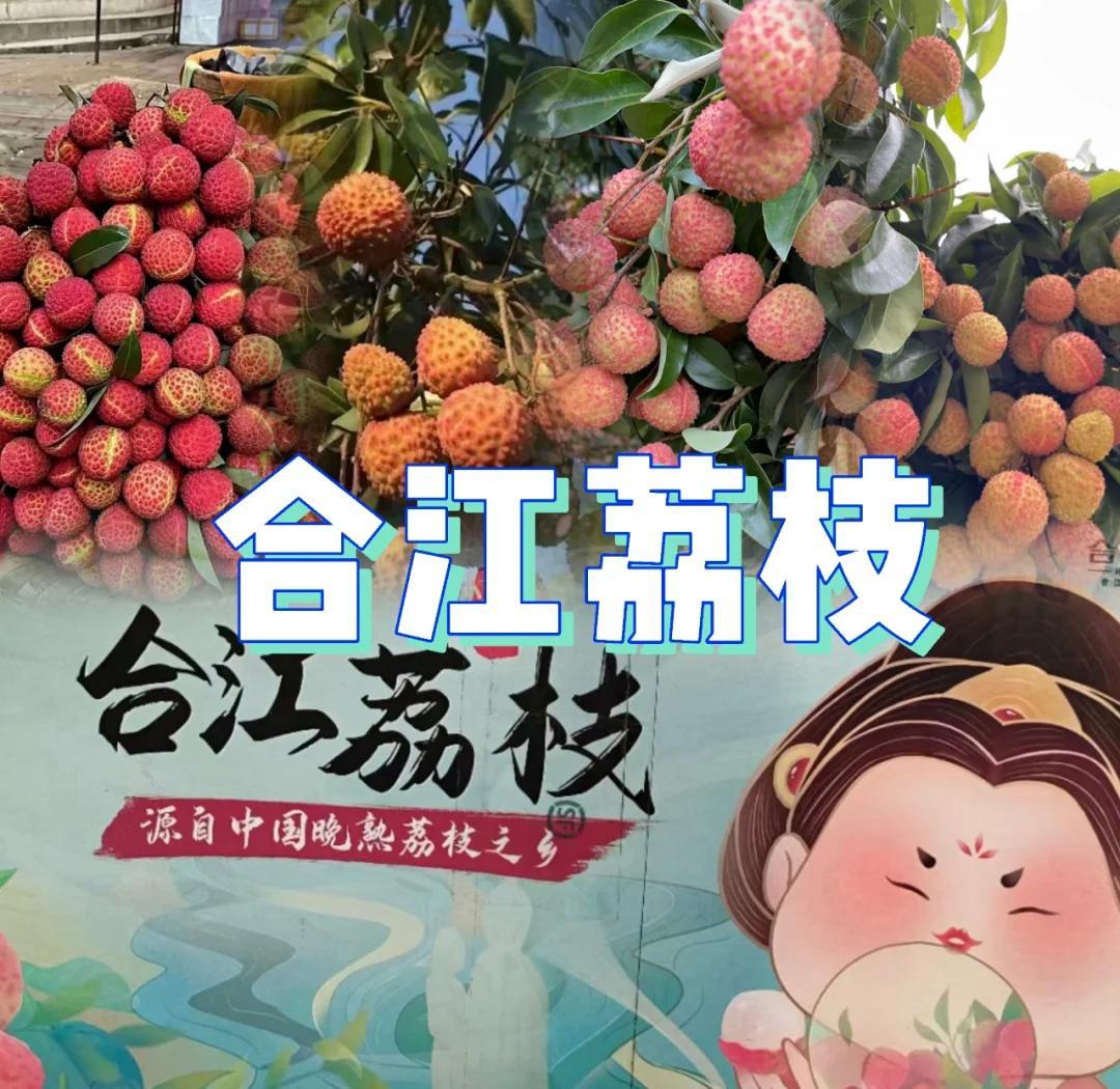 🏝总要去趟合江吧  晚熟的荔枝，初恋的味道。  千年合江荔,一品奥运...
