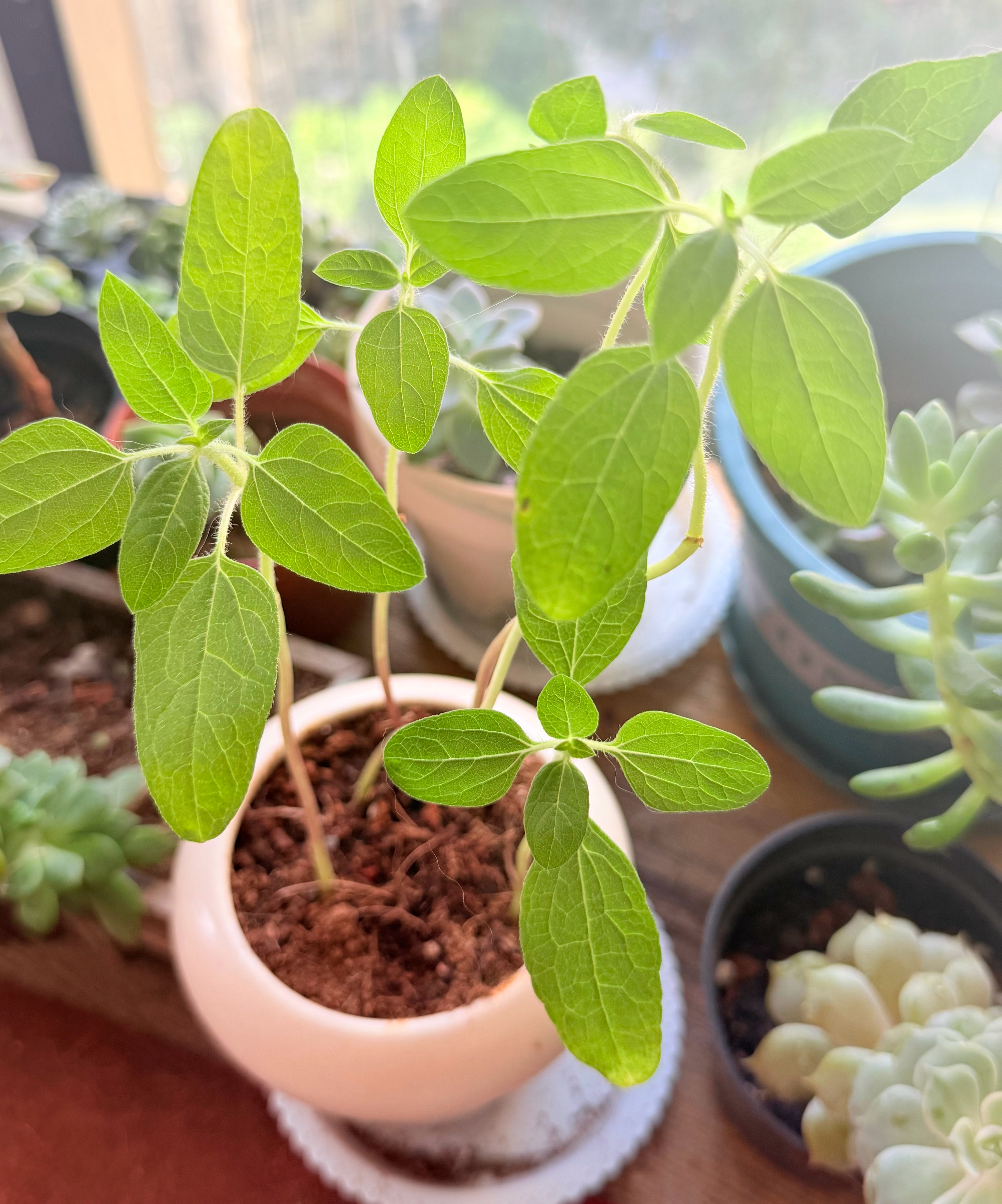 女巫出门见完她的朋友们，又回到她的宁静小世界之中。很长时间的独处，很高质量的社交