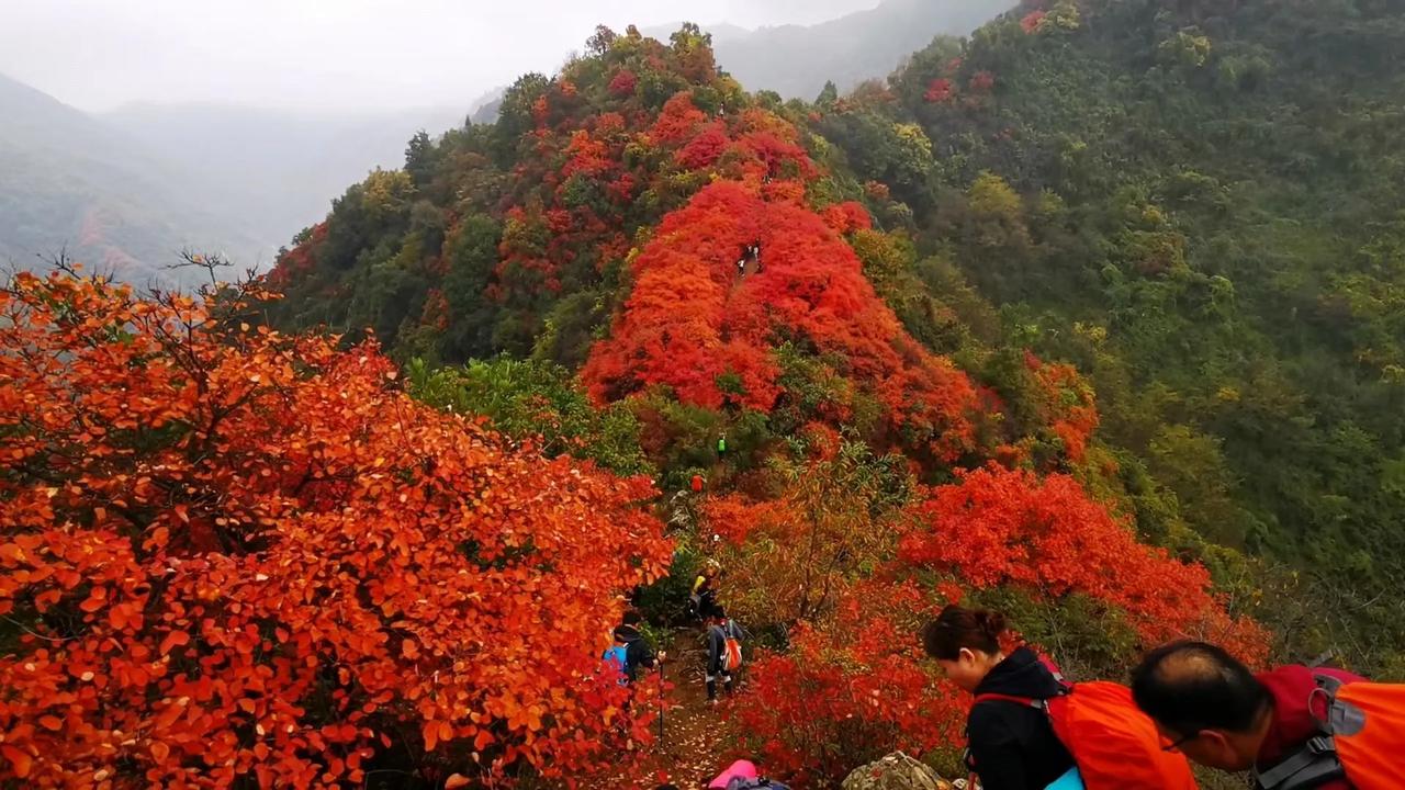 西安周至终南山的红叶可谓全国最美红叶之一。西安的气候对于很多想住北方的南方朋友来