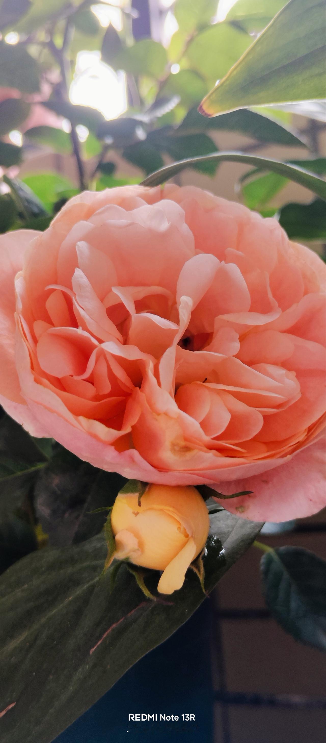 不与群芳争早秀，独留国色占春长。
年年占得东风暖，富贵盈门福泽昌。