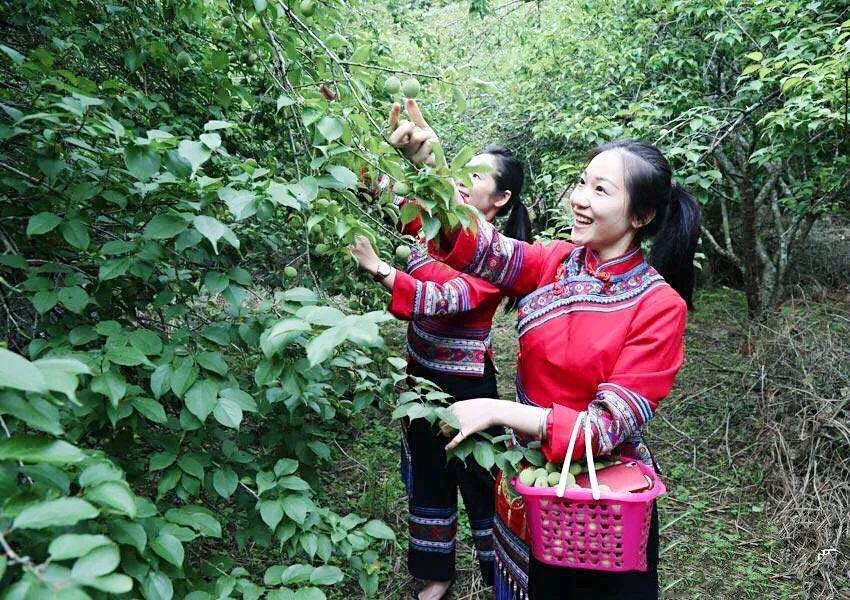赠风趣青梅
风趣青梅网上名，
诙谐谈笑幽默生。
虚拟世界多奇遇，
网络空间少俗情