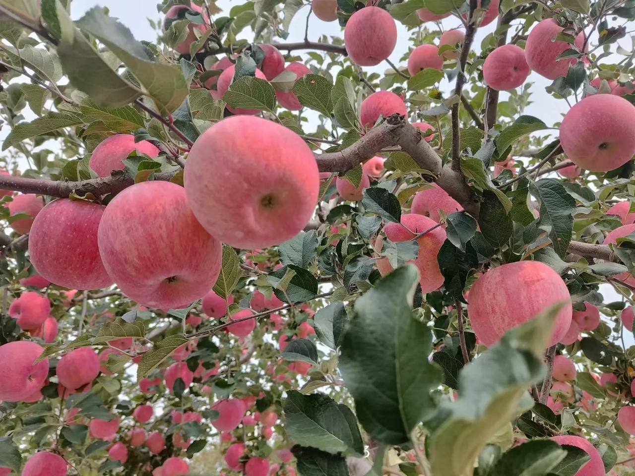 【原创】滋补强身吃苹果

甘肃果乡到庆阳
庆阳有个正宁县
正宁苹果香又甜
品赏一