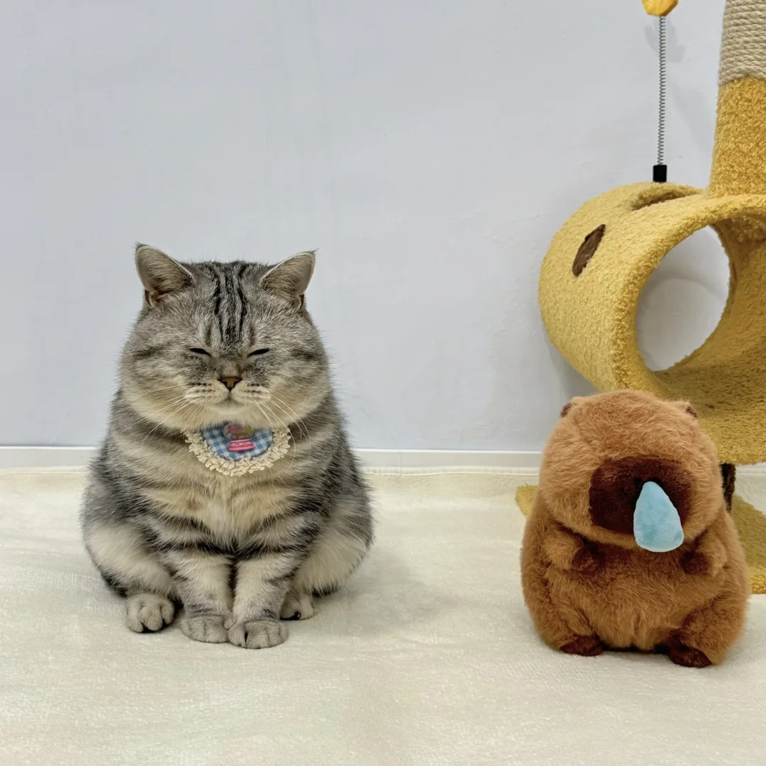 因为在哪里都可以眯一会💤所以叫猪咪🐷