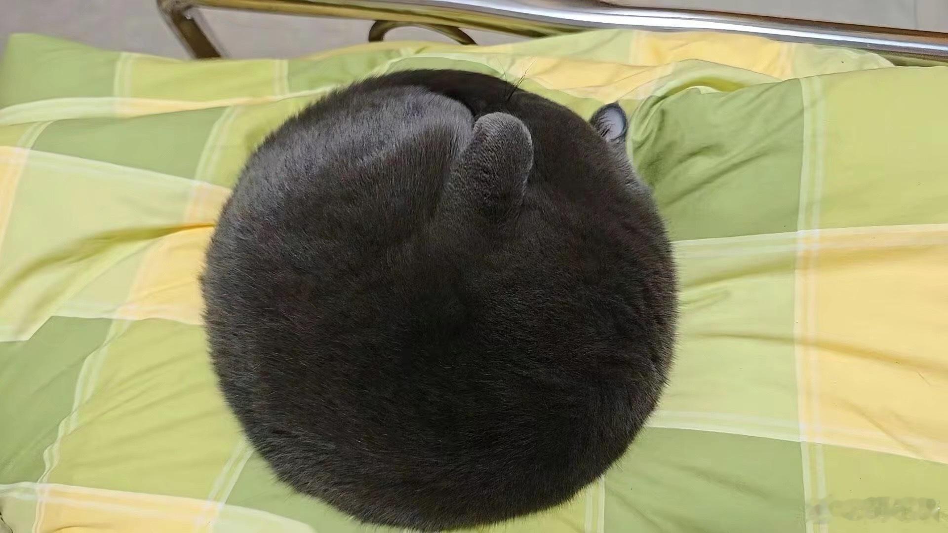 这是我见过把自己盘最圆的小猫了 ​​​