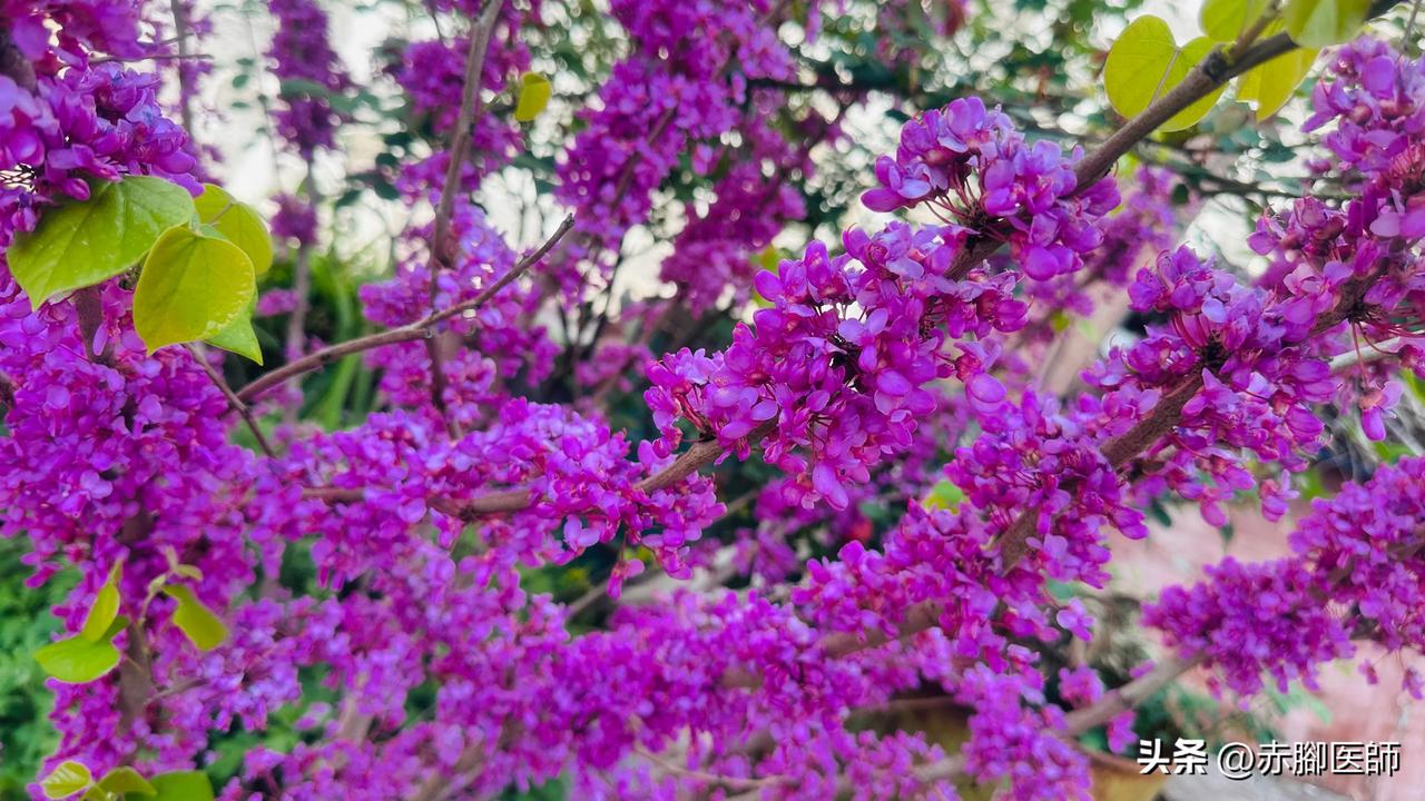 春暖花开