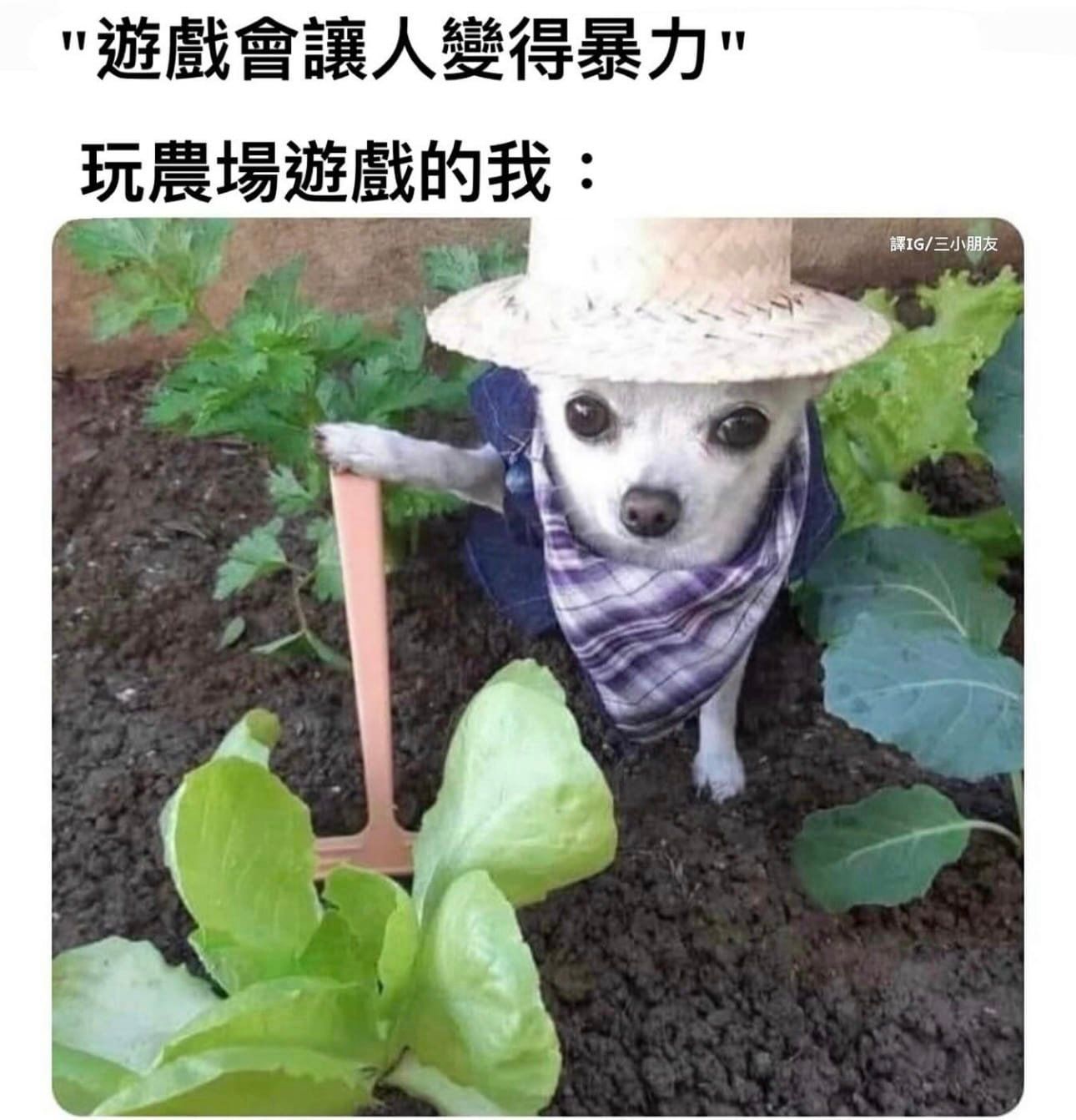 [doge] ​​​
