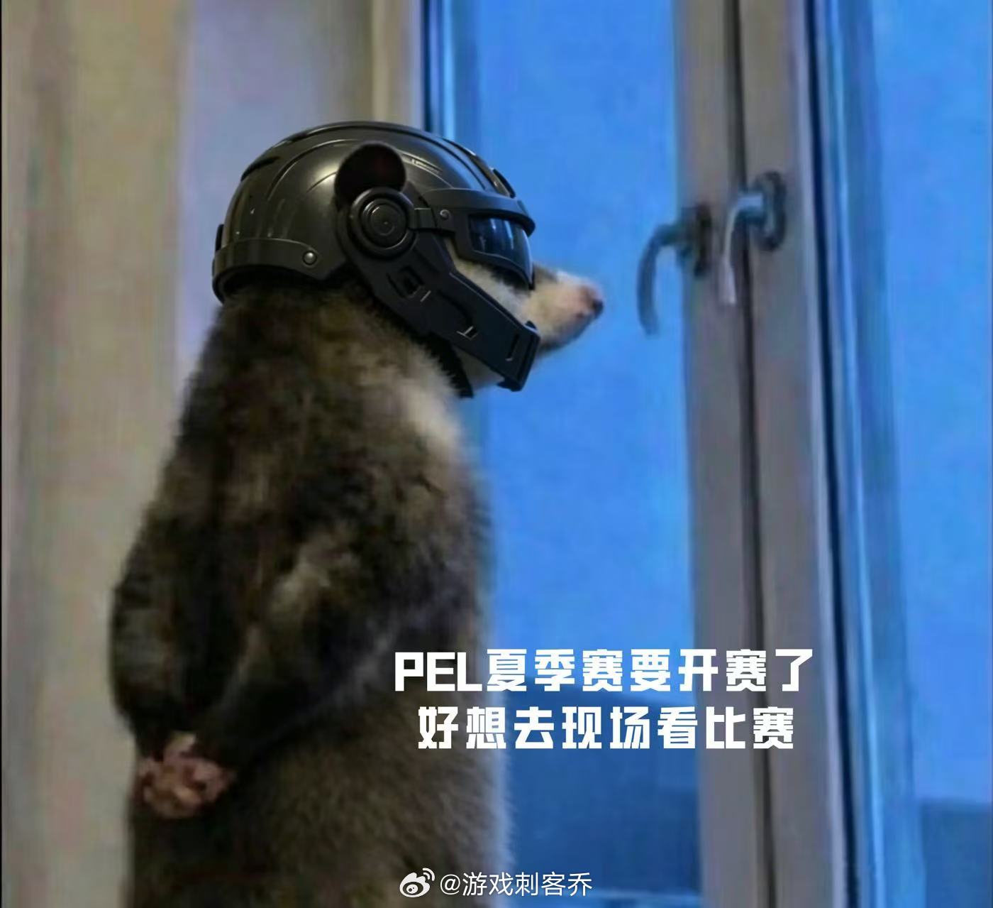 鼠鼠我啊来看PEL咯PEL夏季赛倒计时三日鼠鼠就位，静待开赛！软萌表情包助阵PE