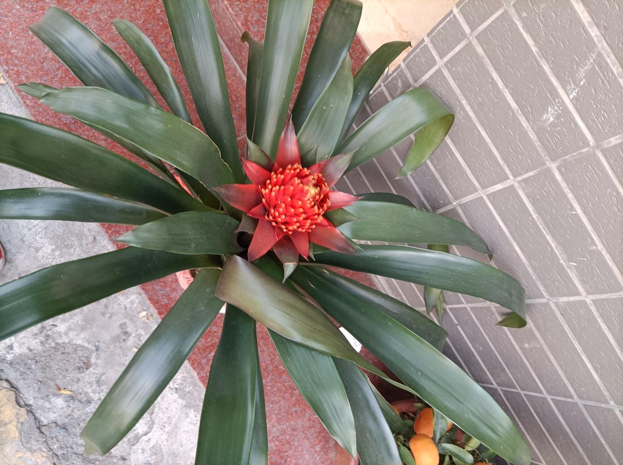 家门口的春天这几盆花还真是在人家家门口拍的，虽是几盆不起眼的小花，但它也代表着春