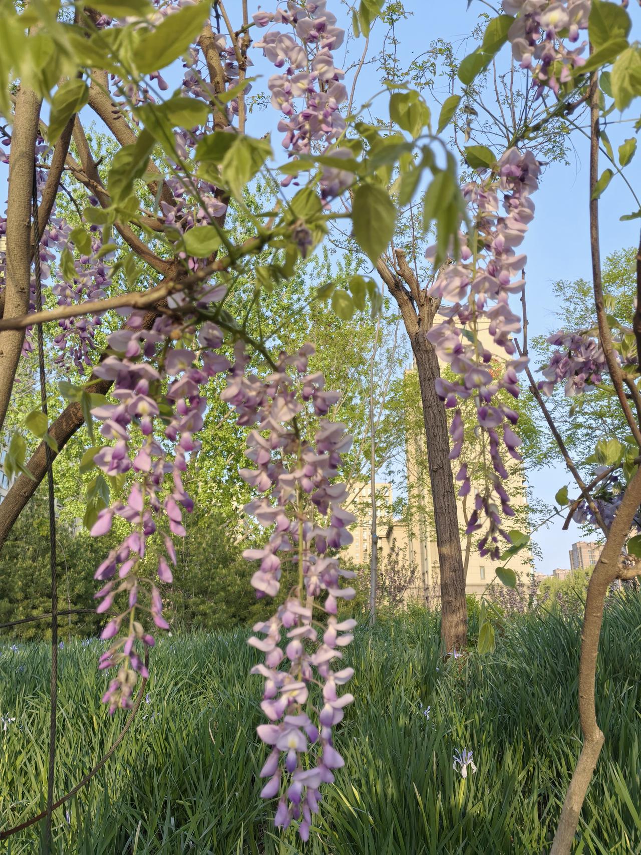 如何拍摄紫藤花？您看我在今天下午5点左右在平谷悦景公园顺光拍摄的效果怎么样？
在