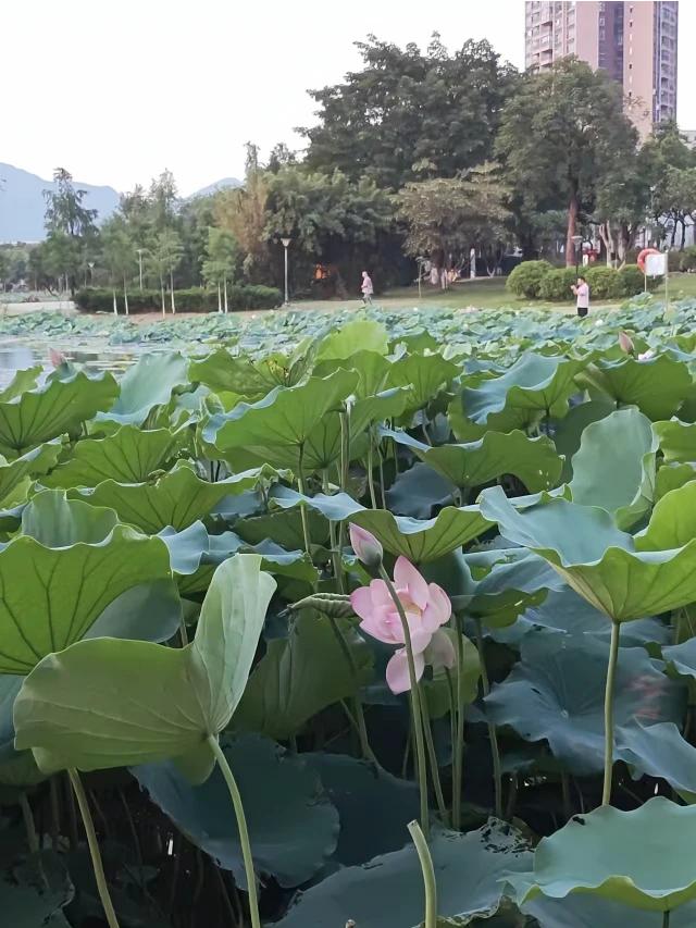 上联：一尘不染千枝翠
下联：满堂荷花万朵伞