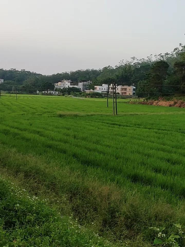 上周绕开景区扎堆的人流，骑小电驴往城郊的田野钻，随手拍了张田埂边的日落，发朋友圈