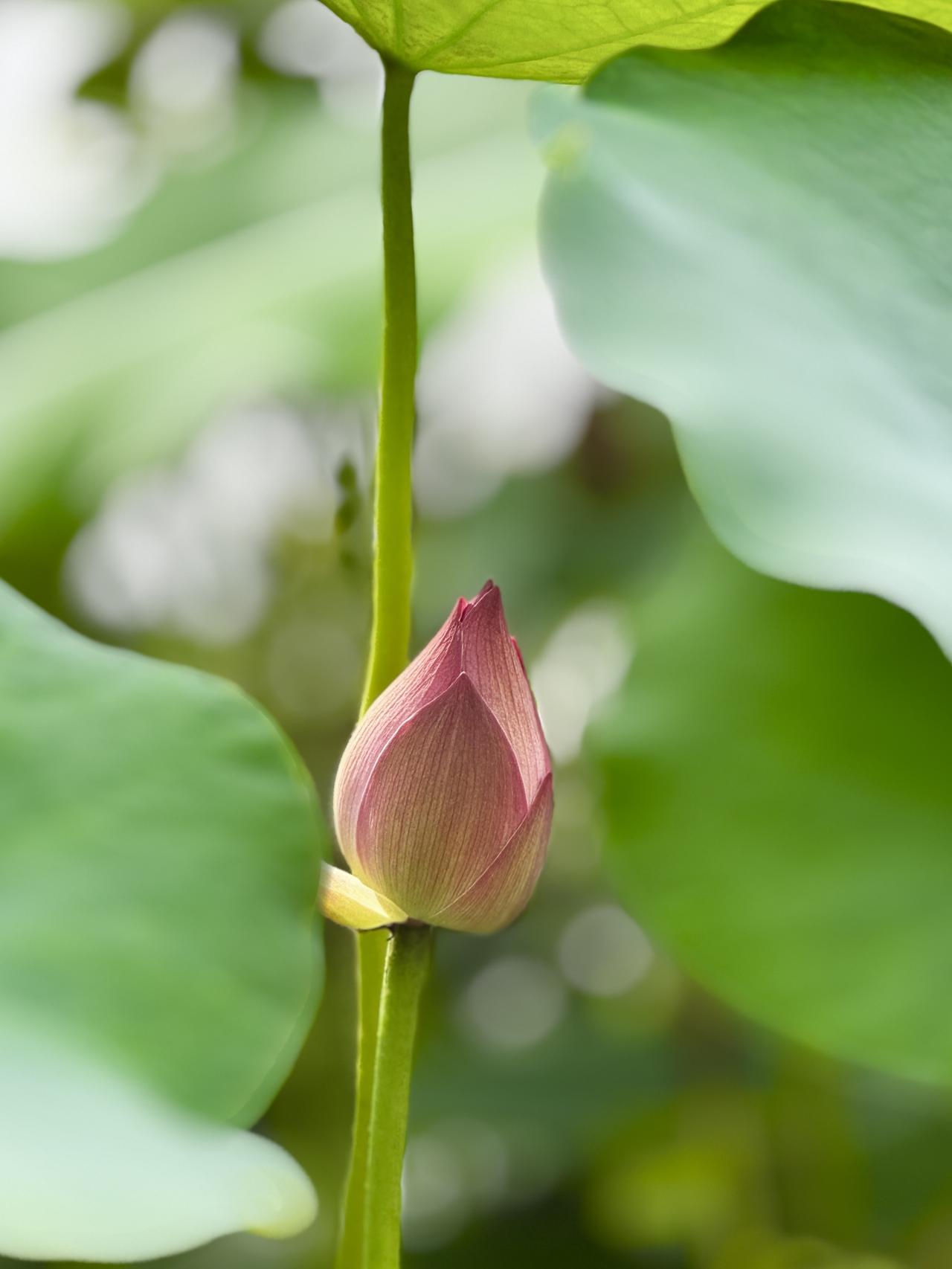 夏日生活打卡季荷花