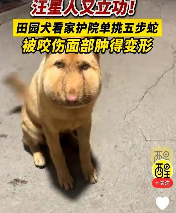破防了！湖南，田园犬看家时与一米长五步蛇搏斗，咬死毒蛇后
大黄守在院子挡住那条五