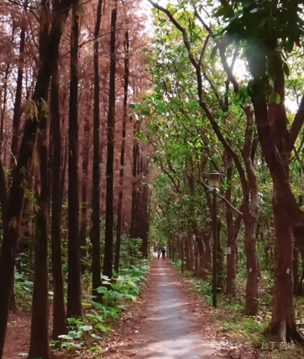 四块玉·林中漫步
小径幽，林光秀，
绿野清风惹人流。
木香泥韵熏人久，
落日柔，