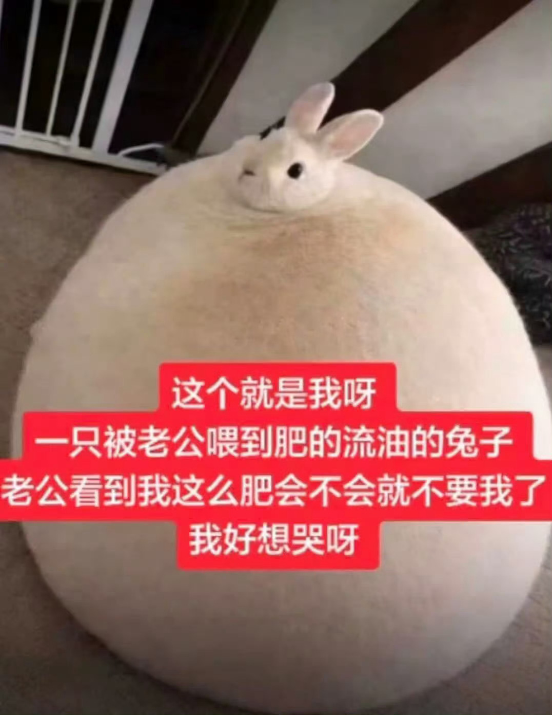 分享图片 