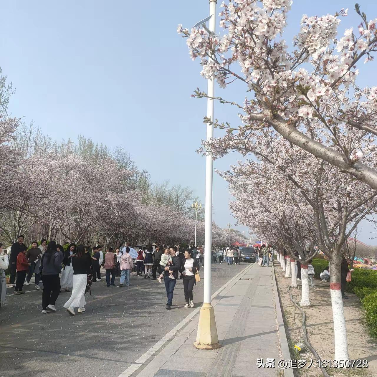 春日赏花季，人潮涌动在花海中