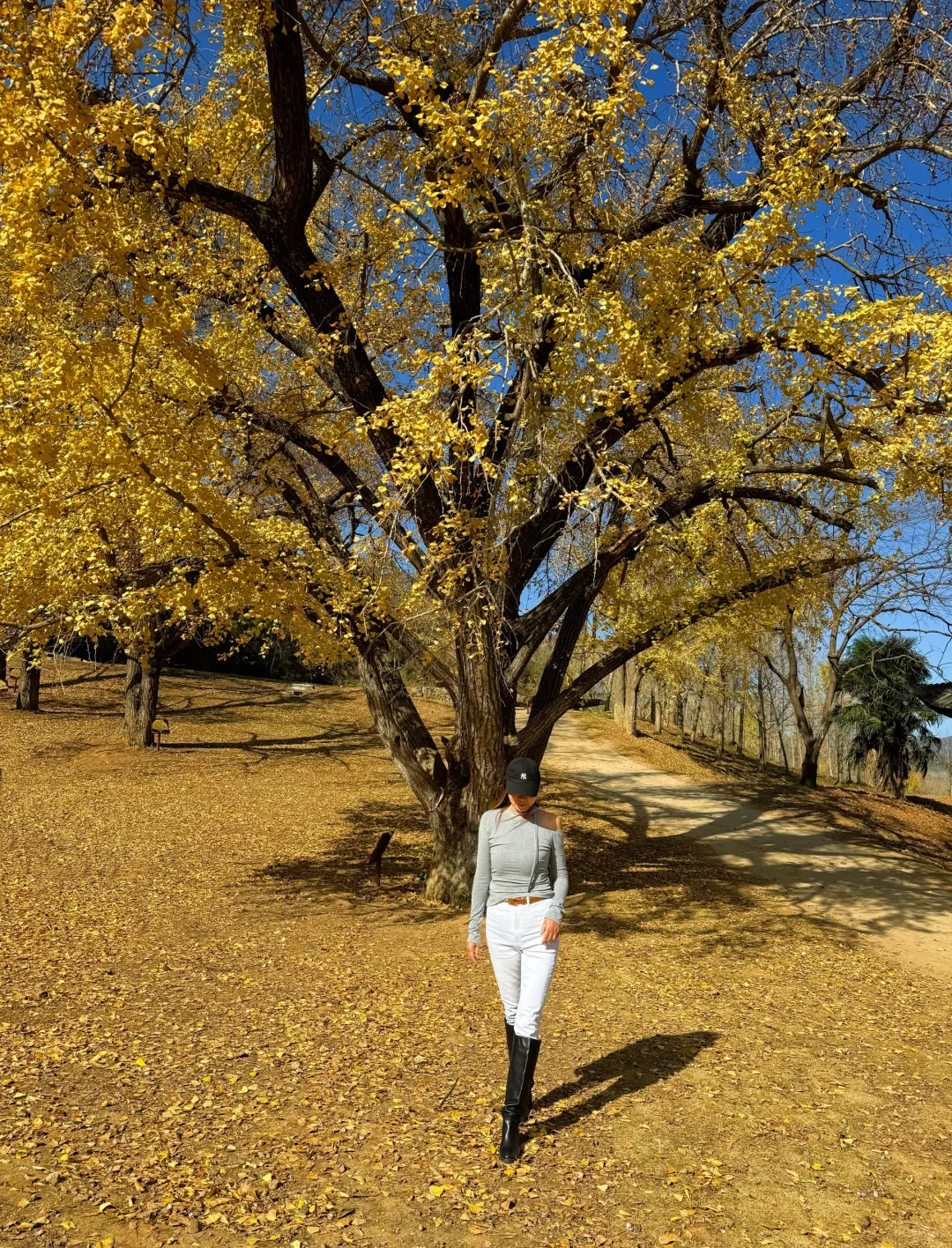 千年银杏谷已开始落叶了，错过再等一年🍂