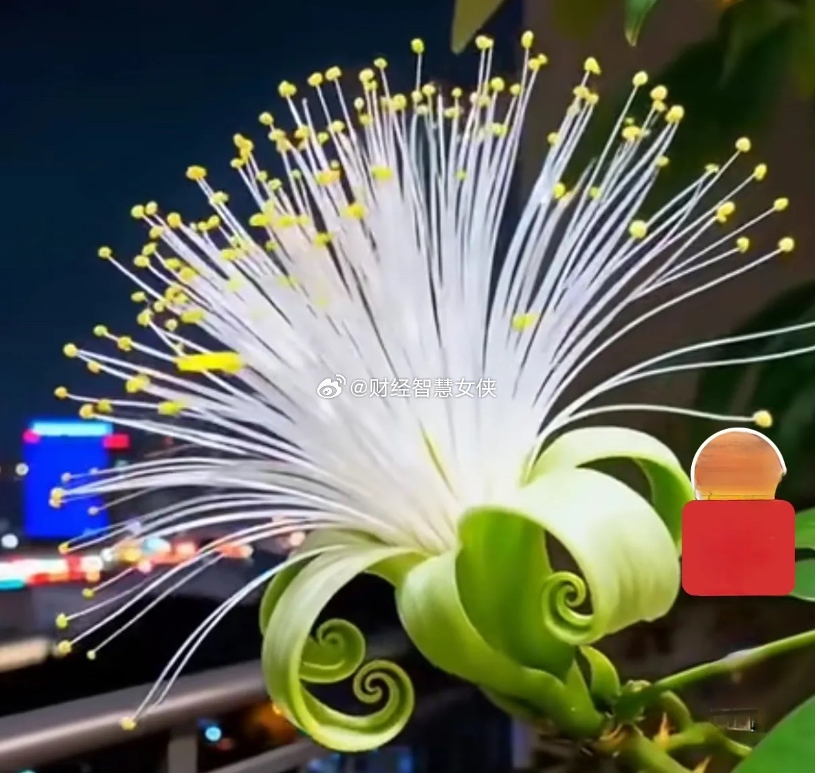 如果不出意外，明天低开高走，收盘日线中阳。    周五上证指数下跌49.50点，