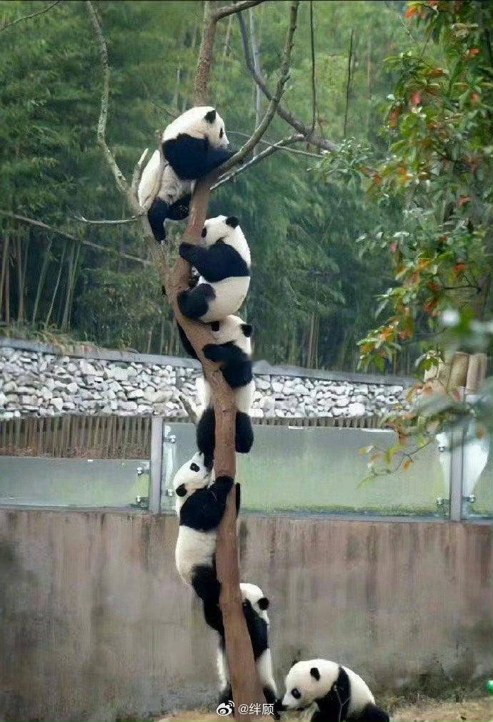 刷到上树熊猫请不要无视， 你的运势开始上升 ​​​