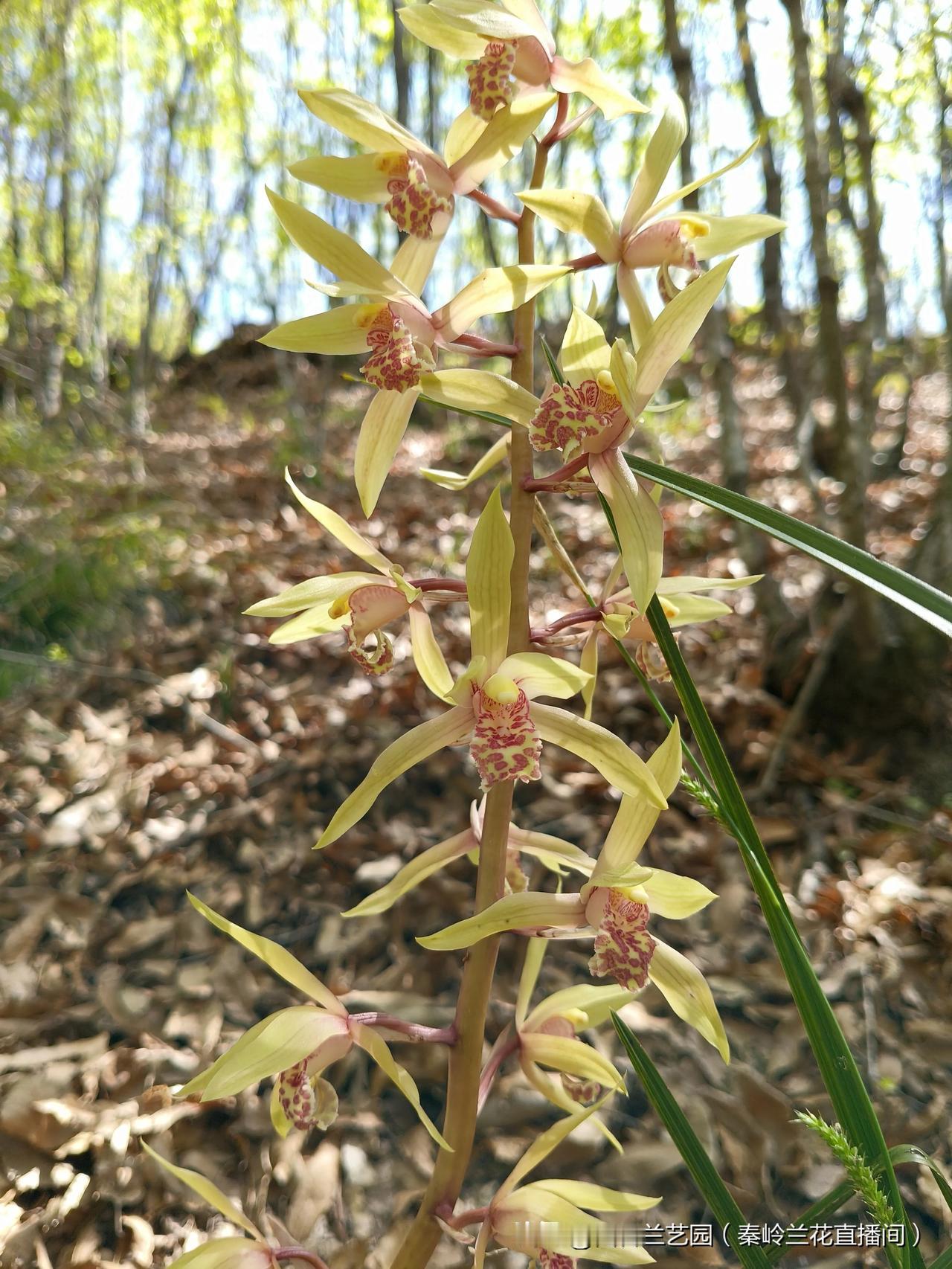 大山里的原生态和友友们分享一下兰花欣赏
