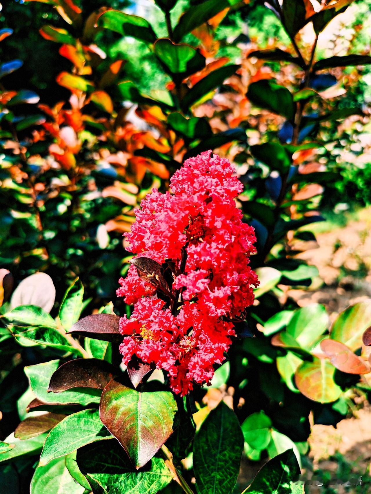 阳光下的红色花朵，绽放出生命的色彩！🌸🌞