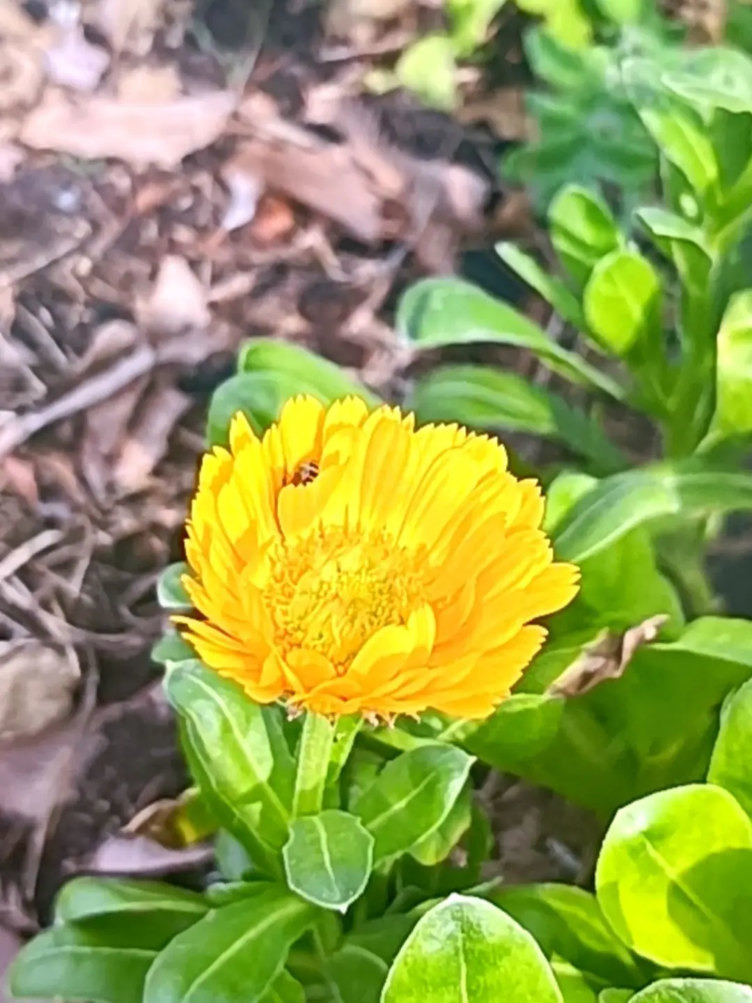 花花