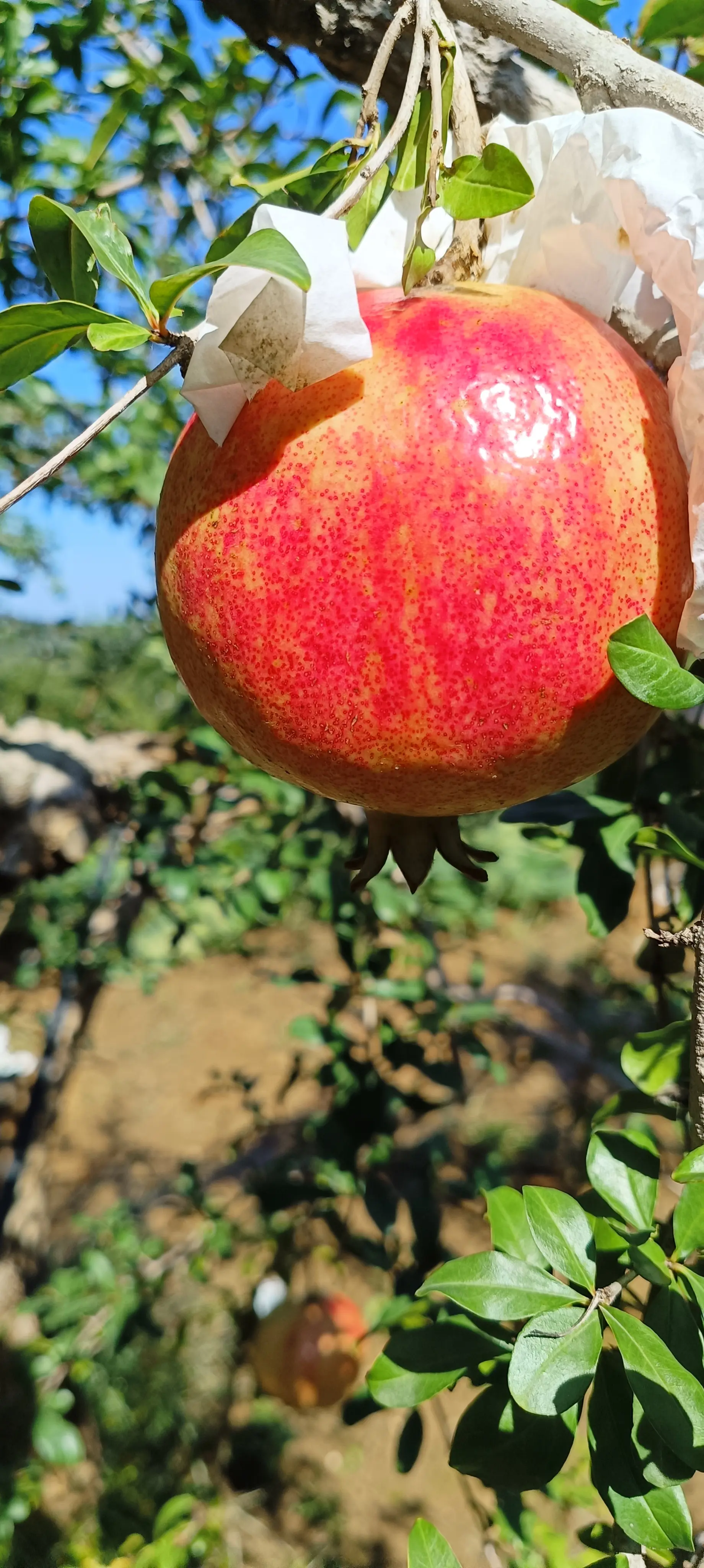 小浪底石门石榴园红红的石榴大又甜。国庆来一次小浪底之旅吧！不为别的，为...