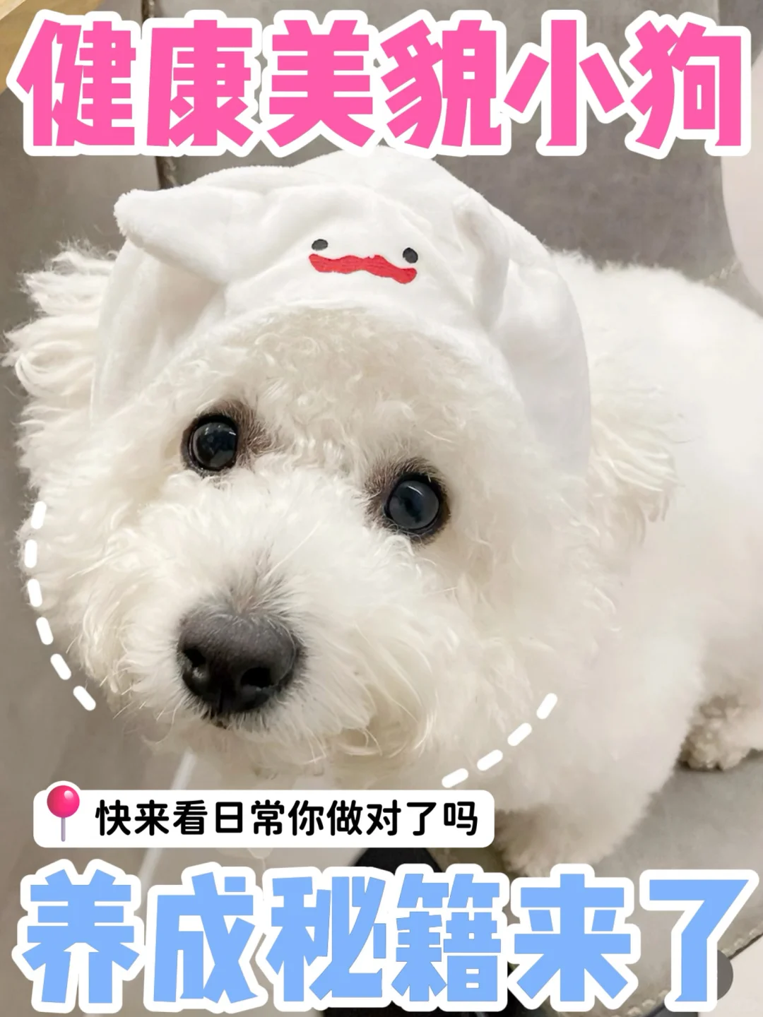 科学养比熊攻略🐶超详细喂养一篇搞定‼️