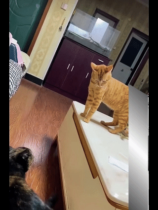 所以说猫咪是最欠揍的物种，
把狗子欺负了，还一副二流子的表情，
恨不得把它打一顿